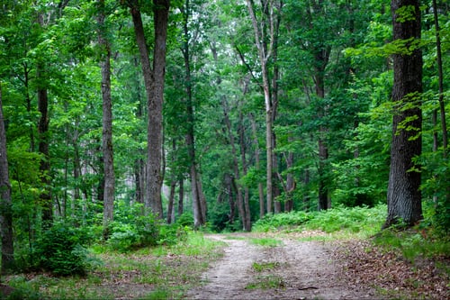 Beautiful Fairway of our starting Hole 1. Named "Landmine" for a reason.