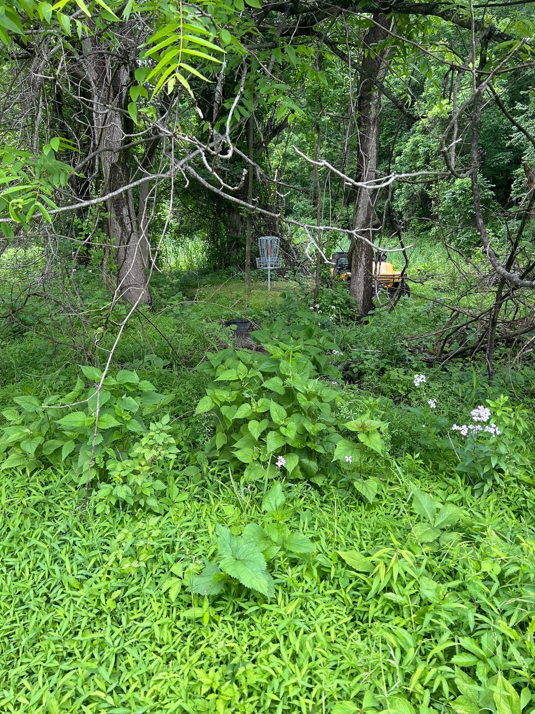 Hole 3 basket weekend
Hole 6 basket weekday