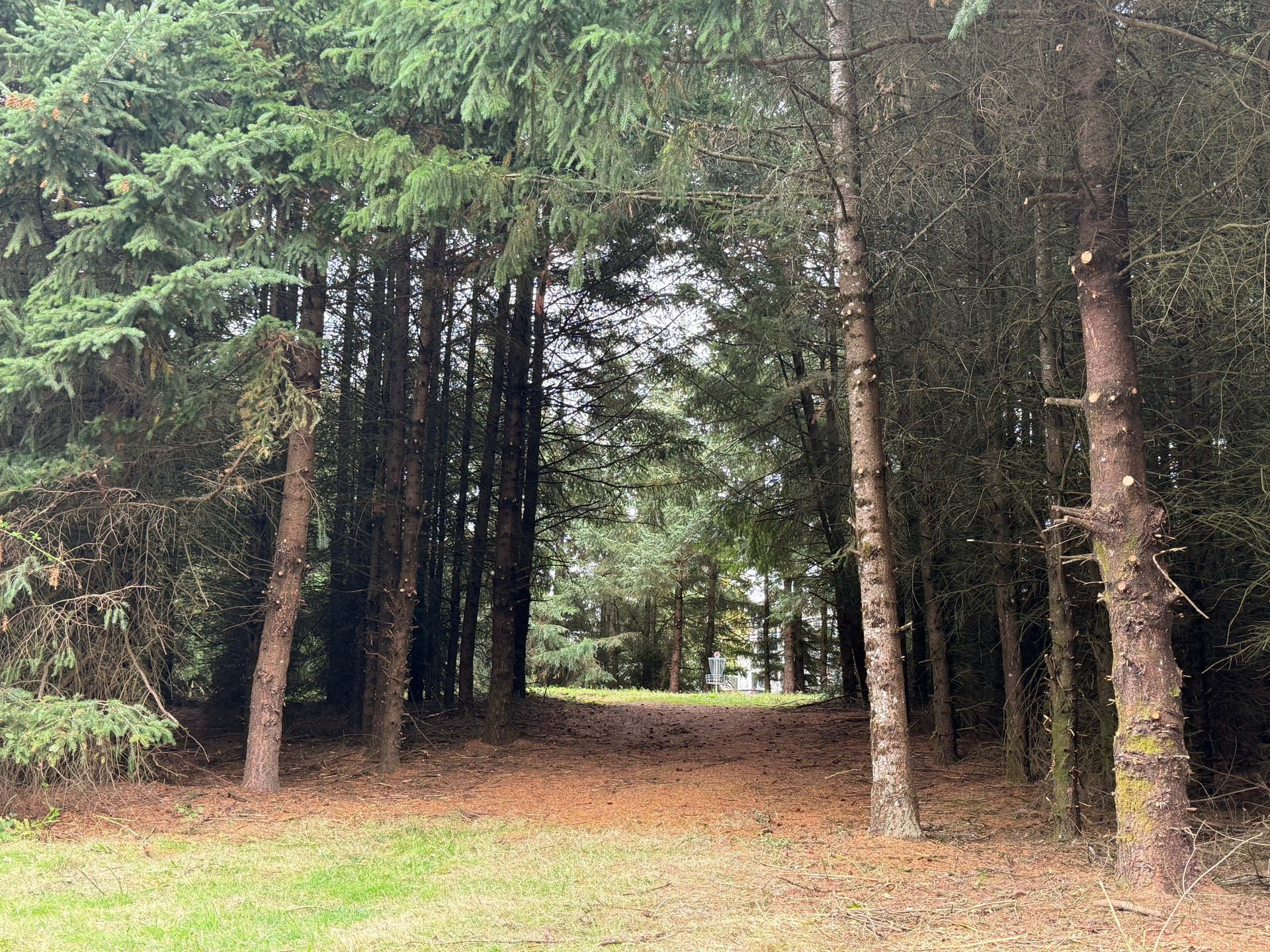 View looking up alley of trees to hole 2 basket