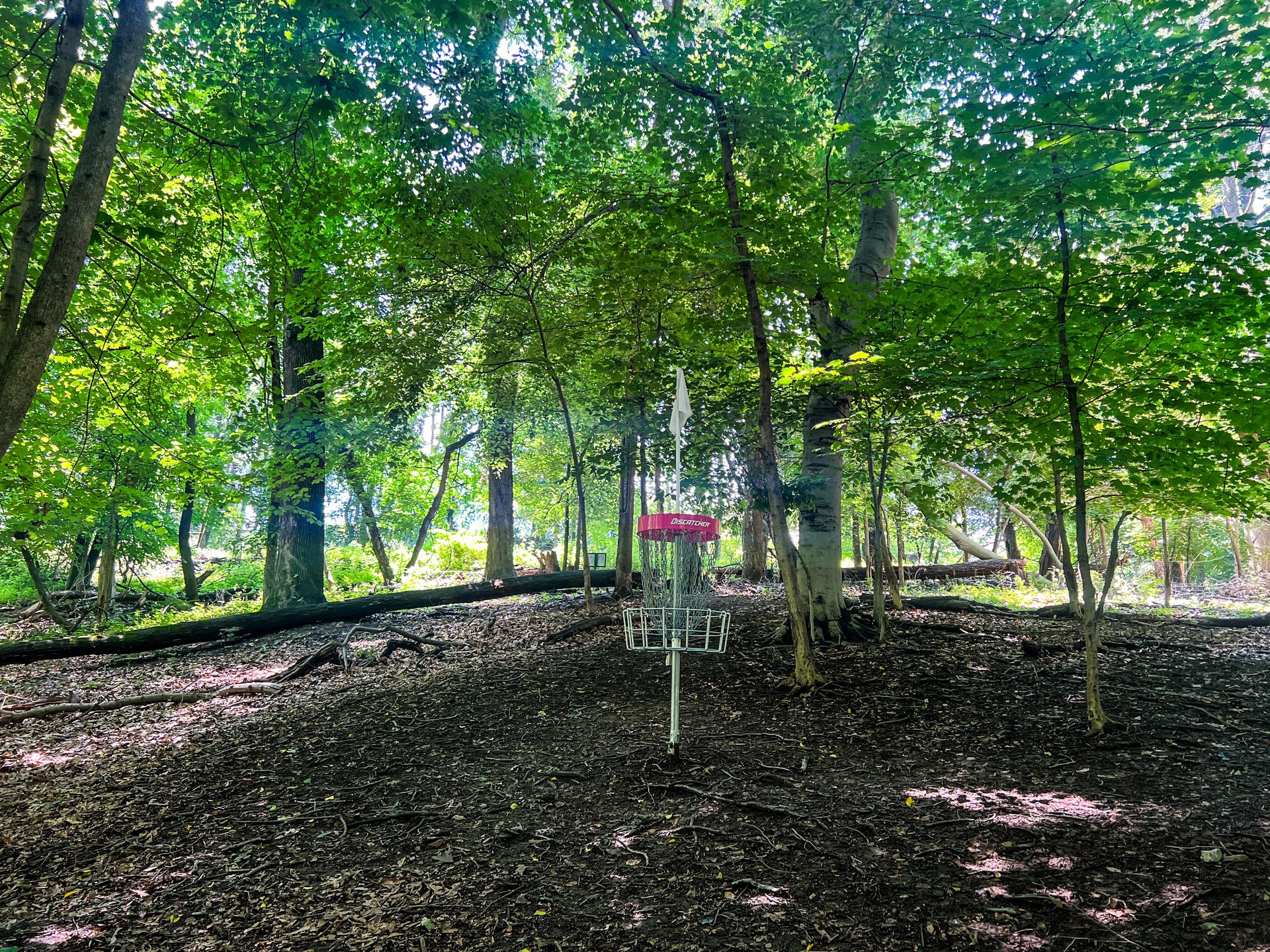 Hole 1's Pink Basket. Par 3. 266 ft. 