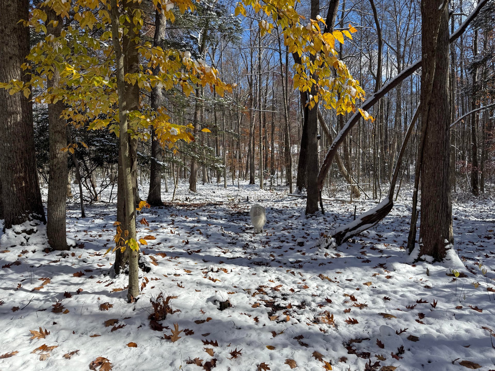 View of the basket from the fairway 