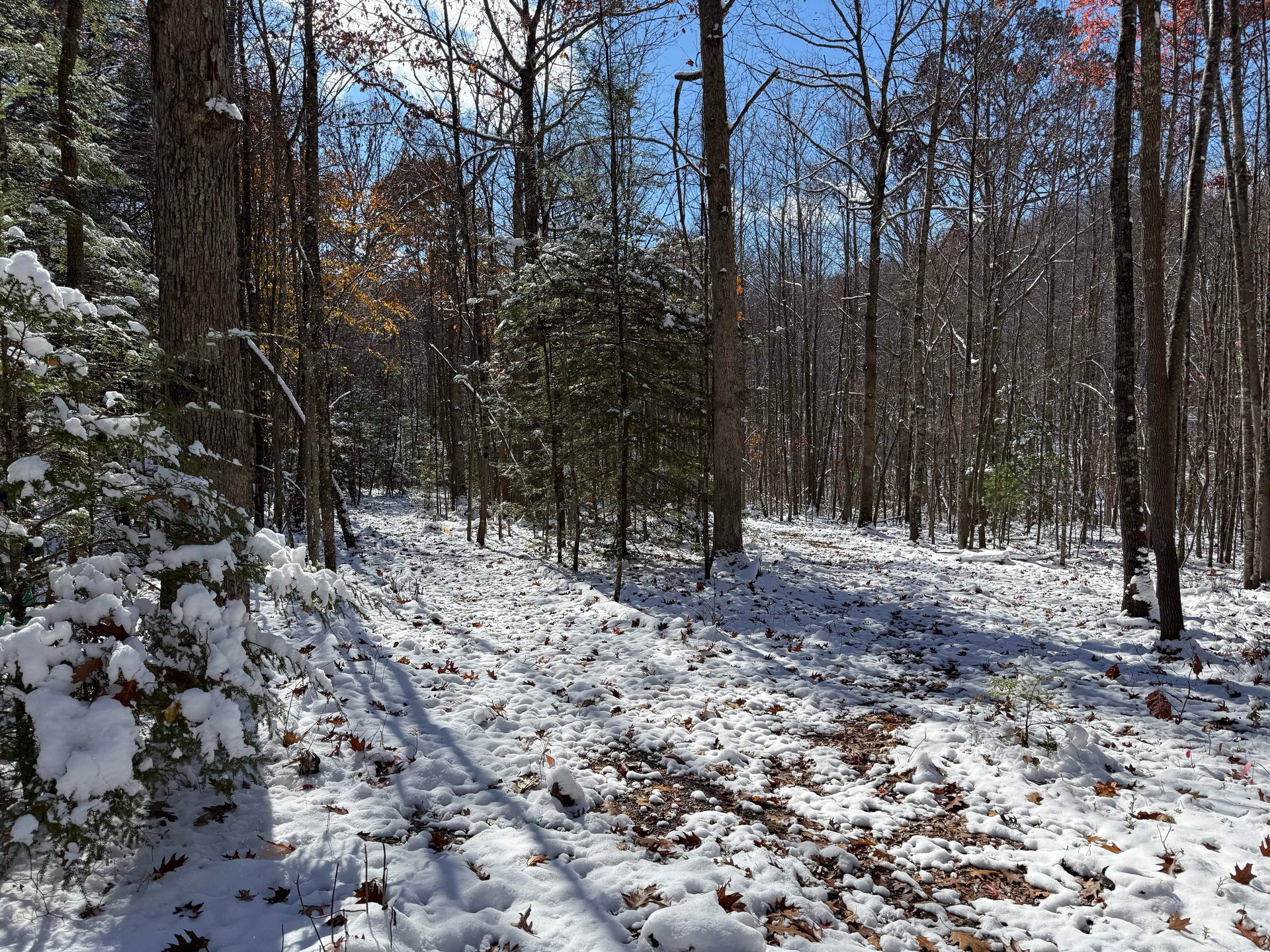 View of the split in fairways on 14
