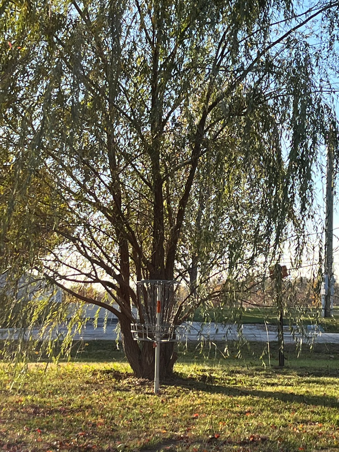 inside the weeping willow