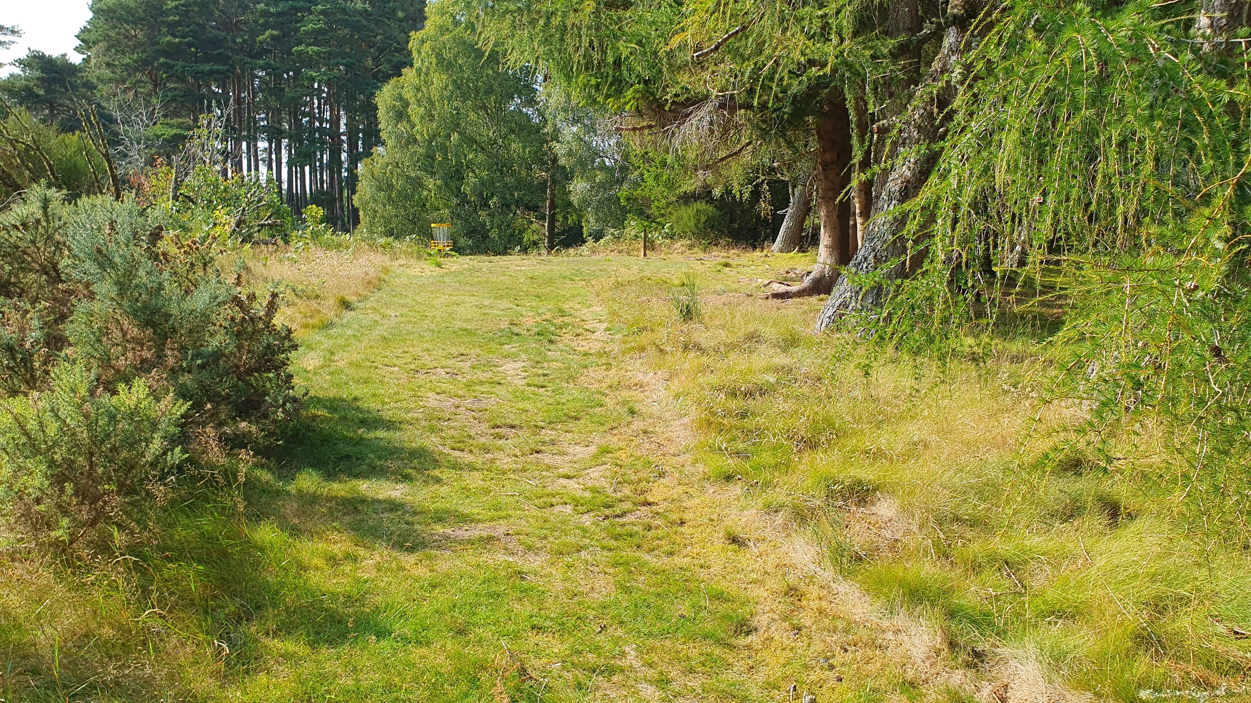 Hole #8 - Larch Nine