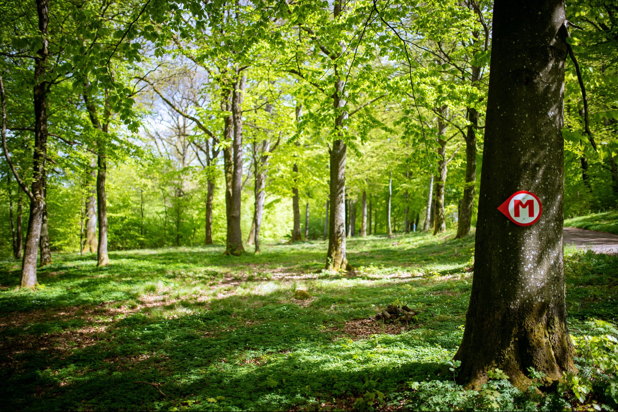 Fairway of Skogsbanan hole 8