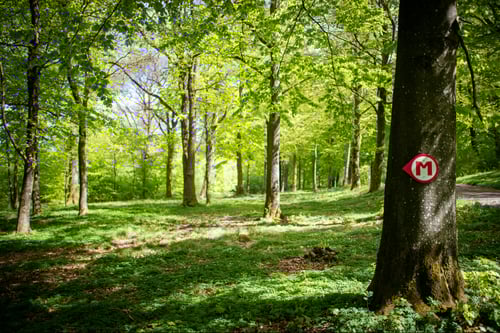 Fairway of Skogsbanan hole 8