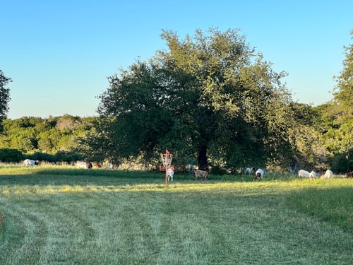 Sunset rounds will often be visited by goats and pigs!