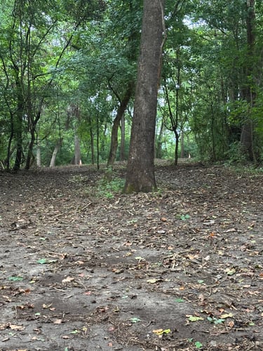 Dual greens on Miami Whitewater Forest (orange cones setting over sleeves).  Baskets to be installed after restoration to avoid foot traffic until grass grows in. 