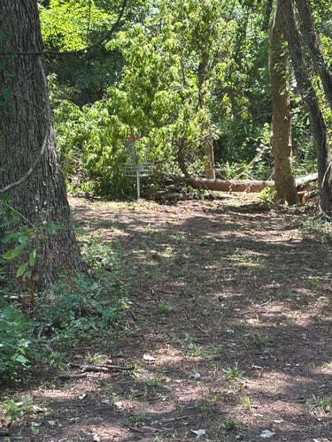Pin with tree that just came down