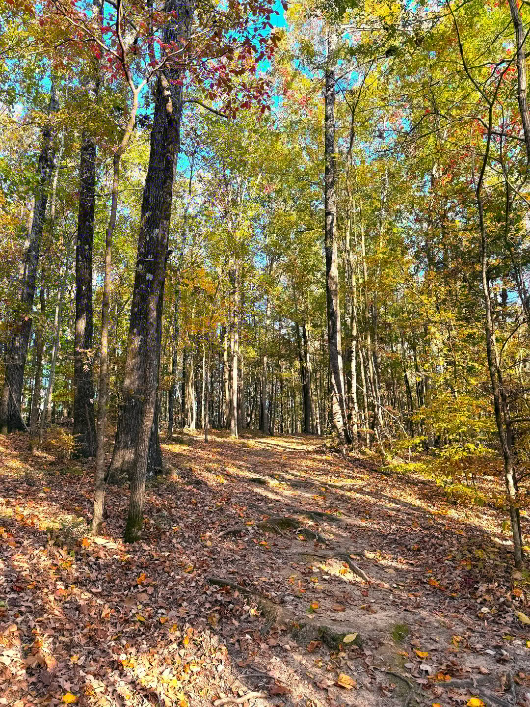 Hole 13 Uphill Fairway