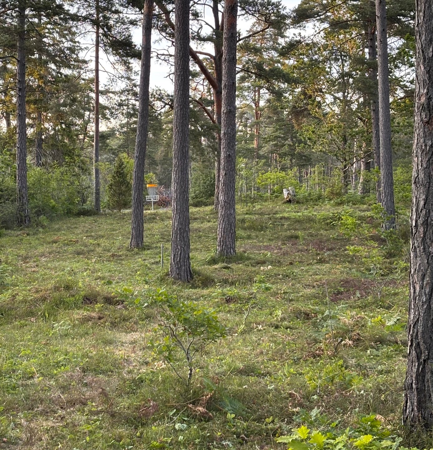 Hål 3, svart tee. Två alternativa vägar till korgen. 
