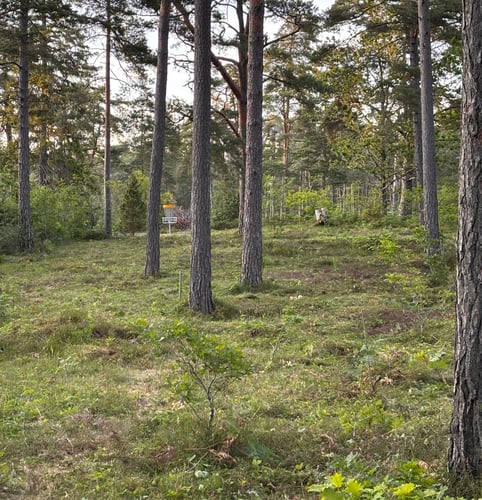 Hål 3, svart tee. Två alternativa vägar till korgen. 
