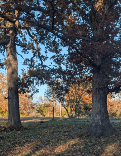 Mandotory between first two trees and left of third tree.