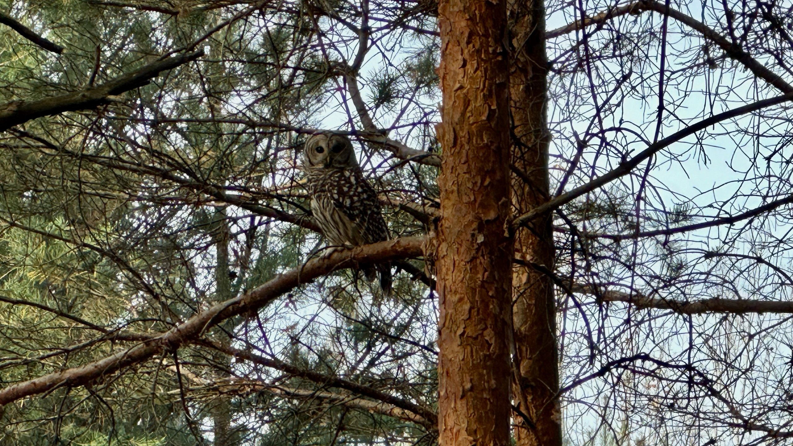 barred owl