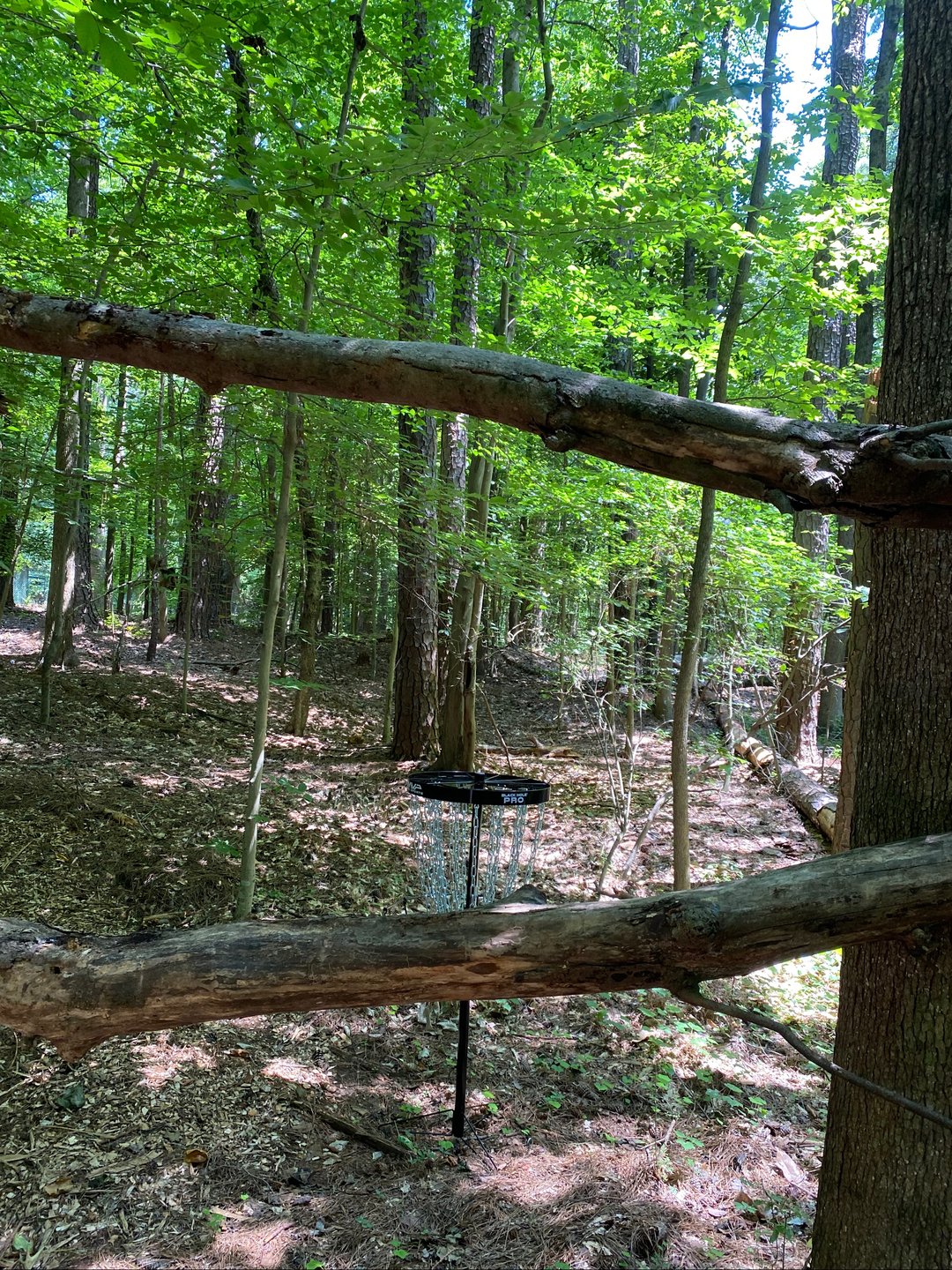 X Tree