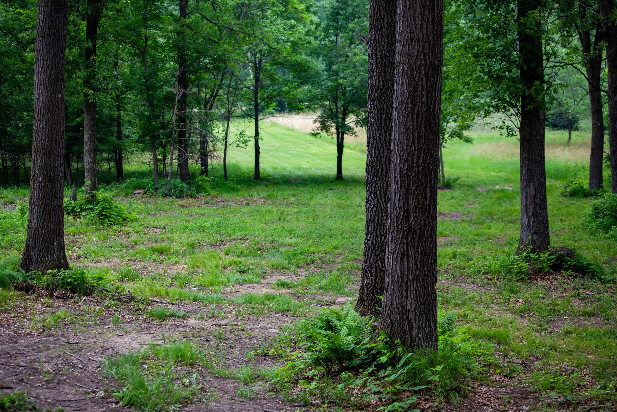 Wooded tee shot on 6