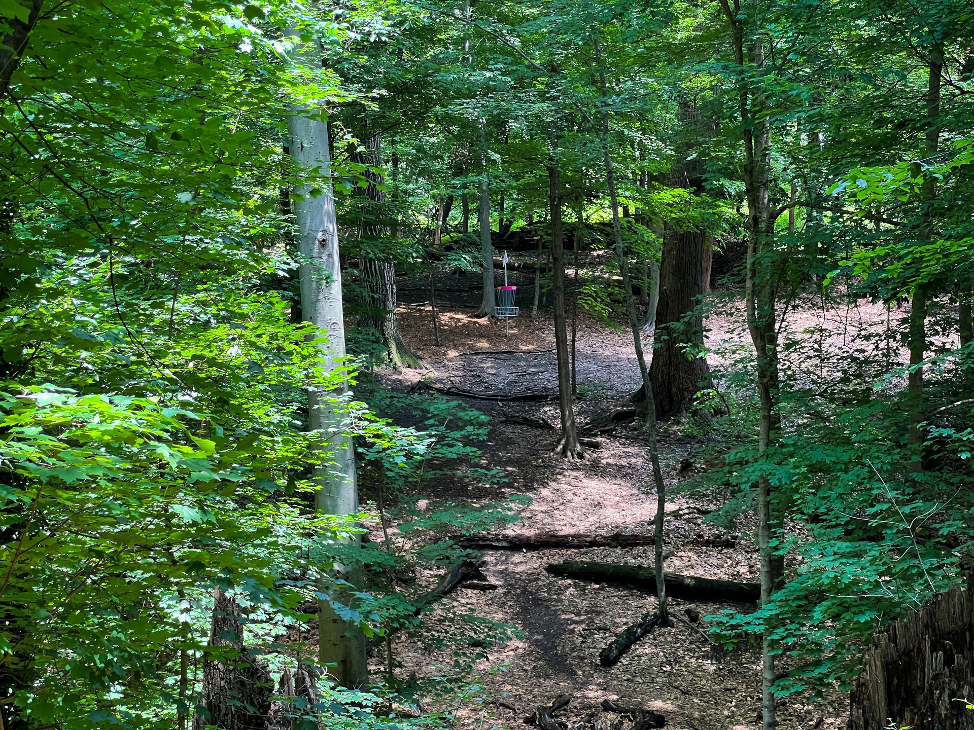 Hole 12's Pink basket. Par 3. 226 ft. 