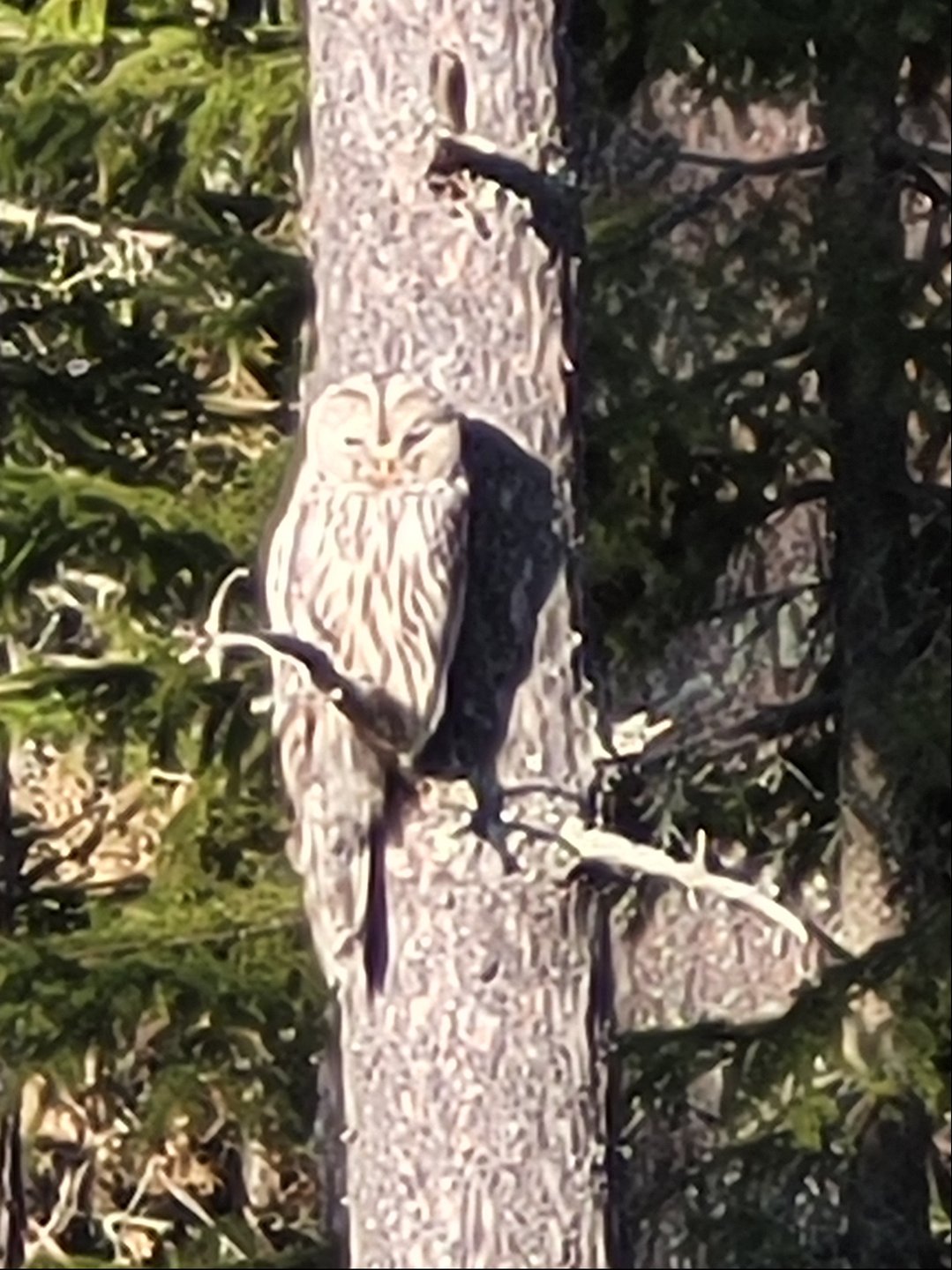 Vanhassa metsikössä viihtyy muutkin kuin fribaajat.
