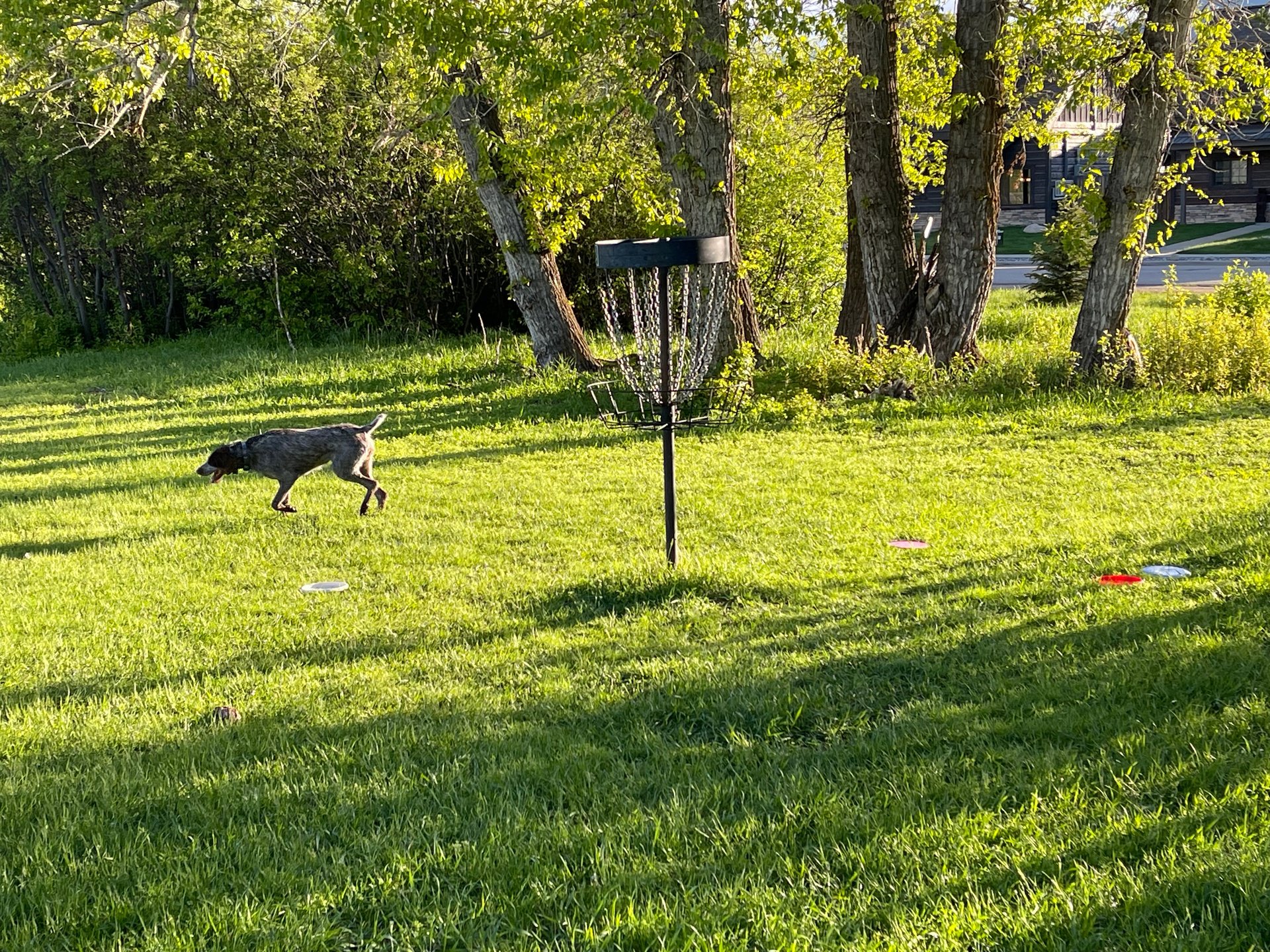 Dog days of summer
