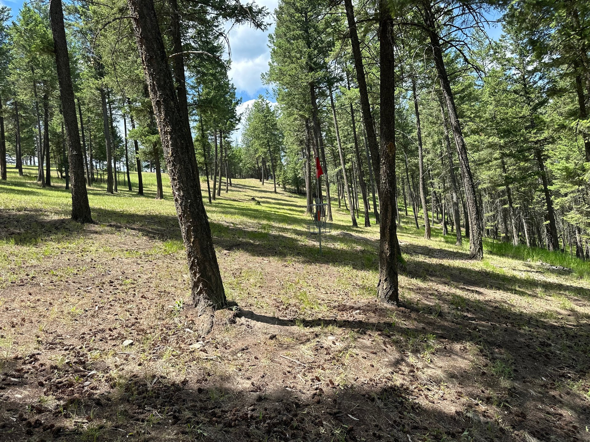 looking up hill from 14 Red Basket - cleared out fairway - now both forehand and Backhand route 