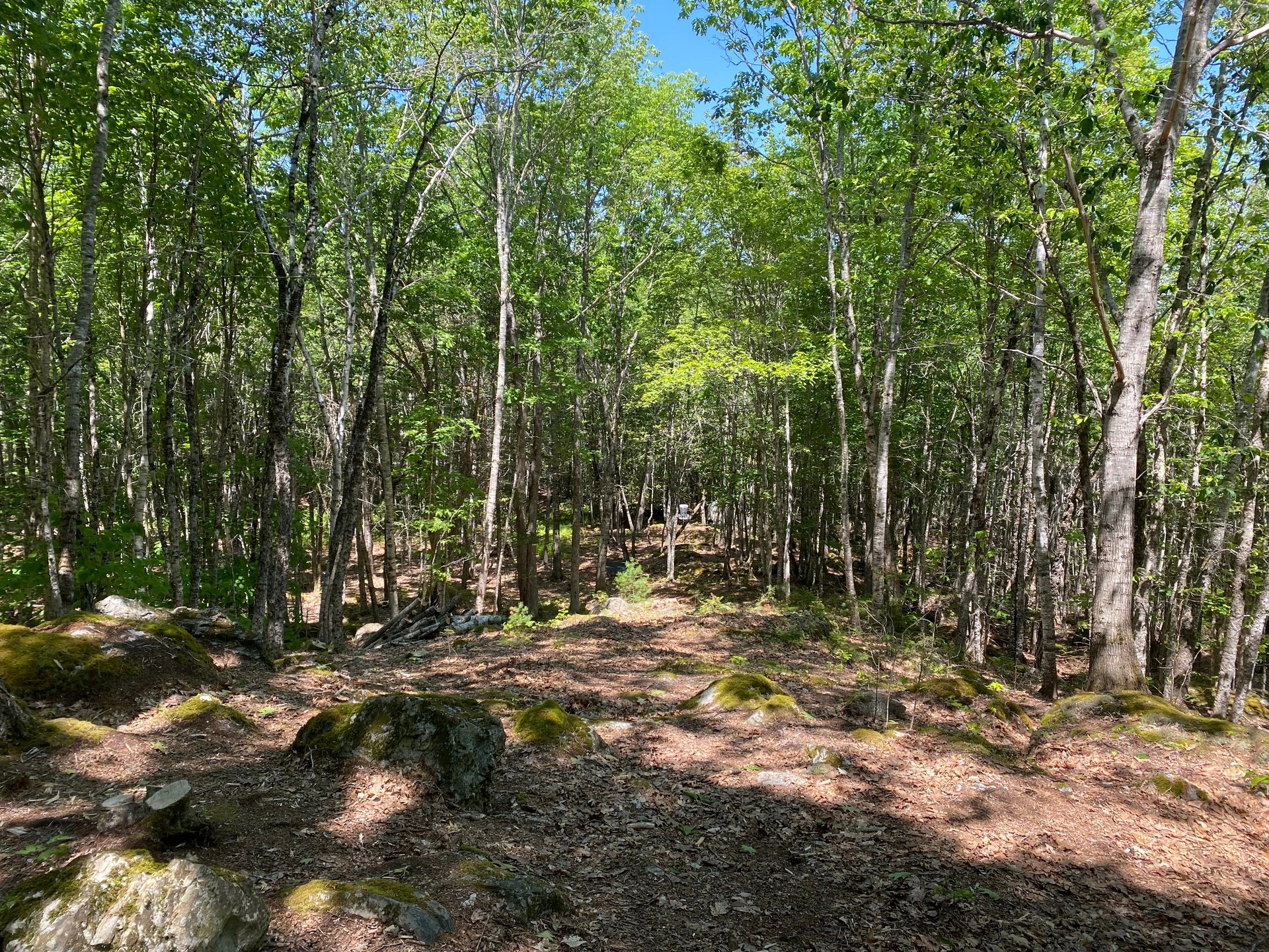 Looking back down fairway to Tee (basket #14 visible)
