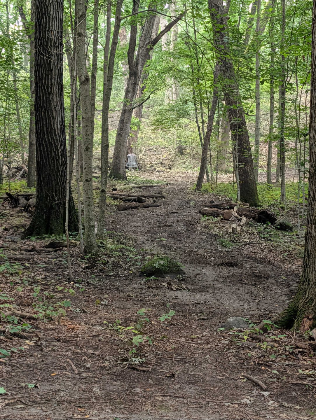 Hole 5 - Fairway/pin from short tee - straight shot