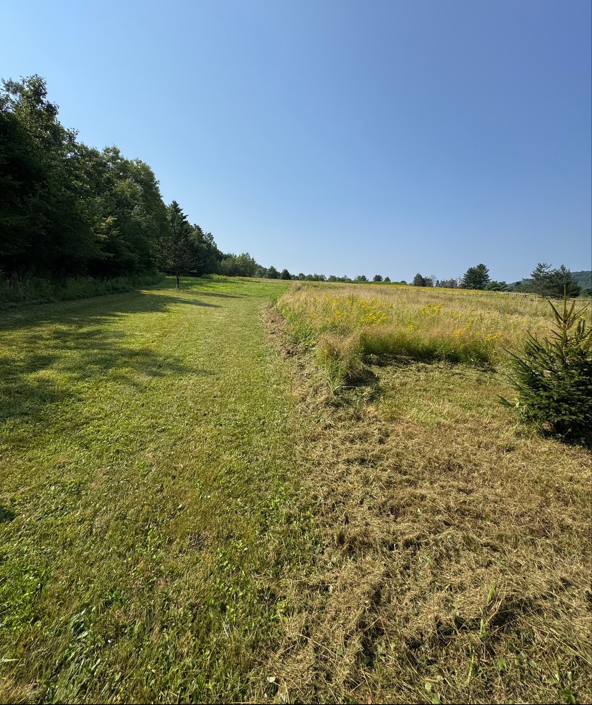 Front of tee parallel with short pine on right. 