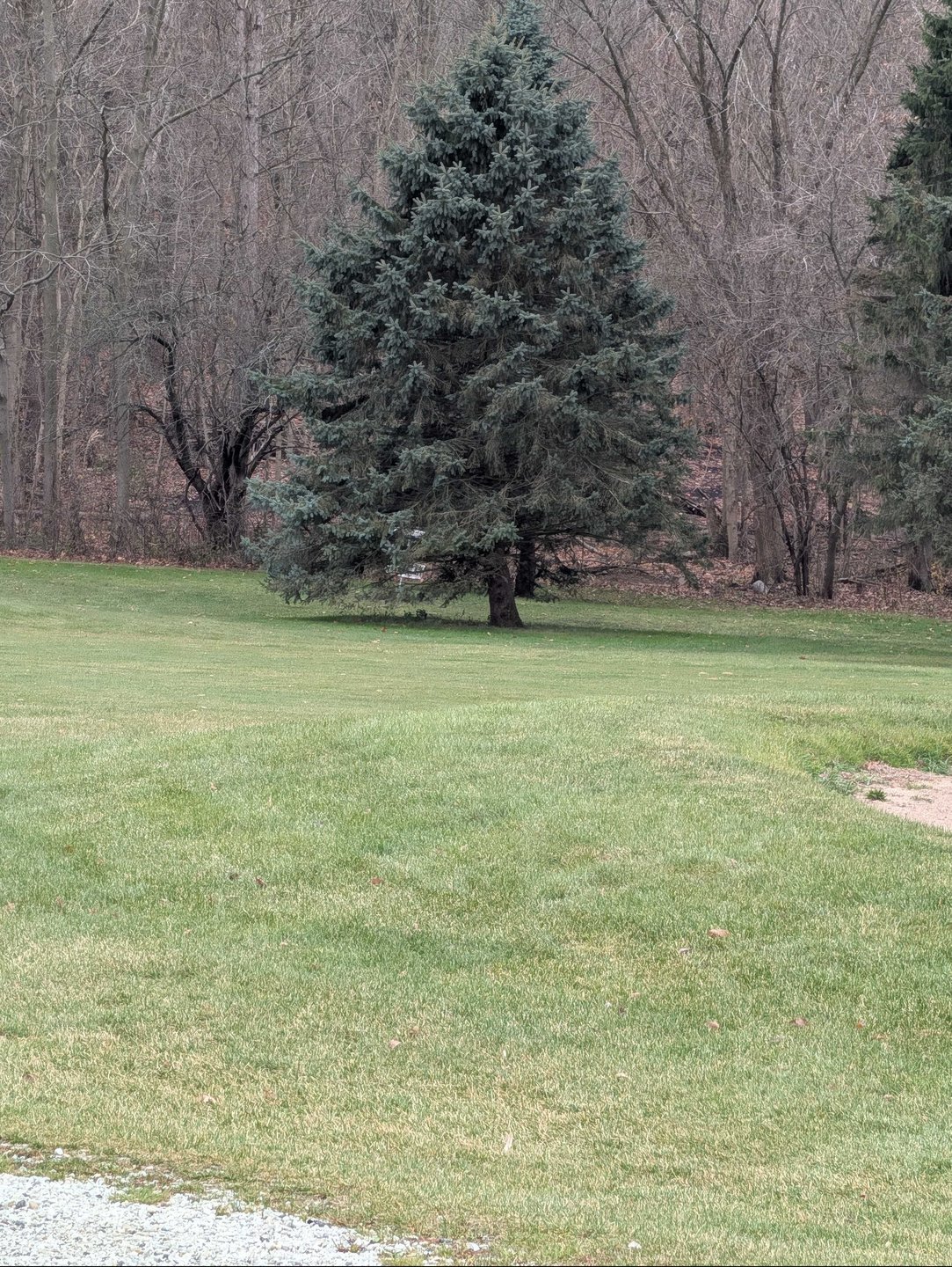 basket location zoomed in from long/short tee