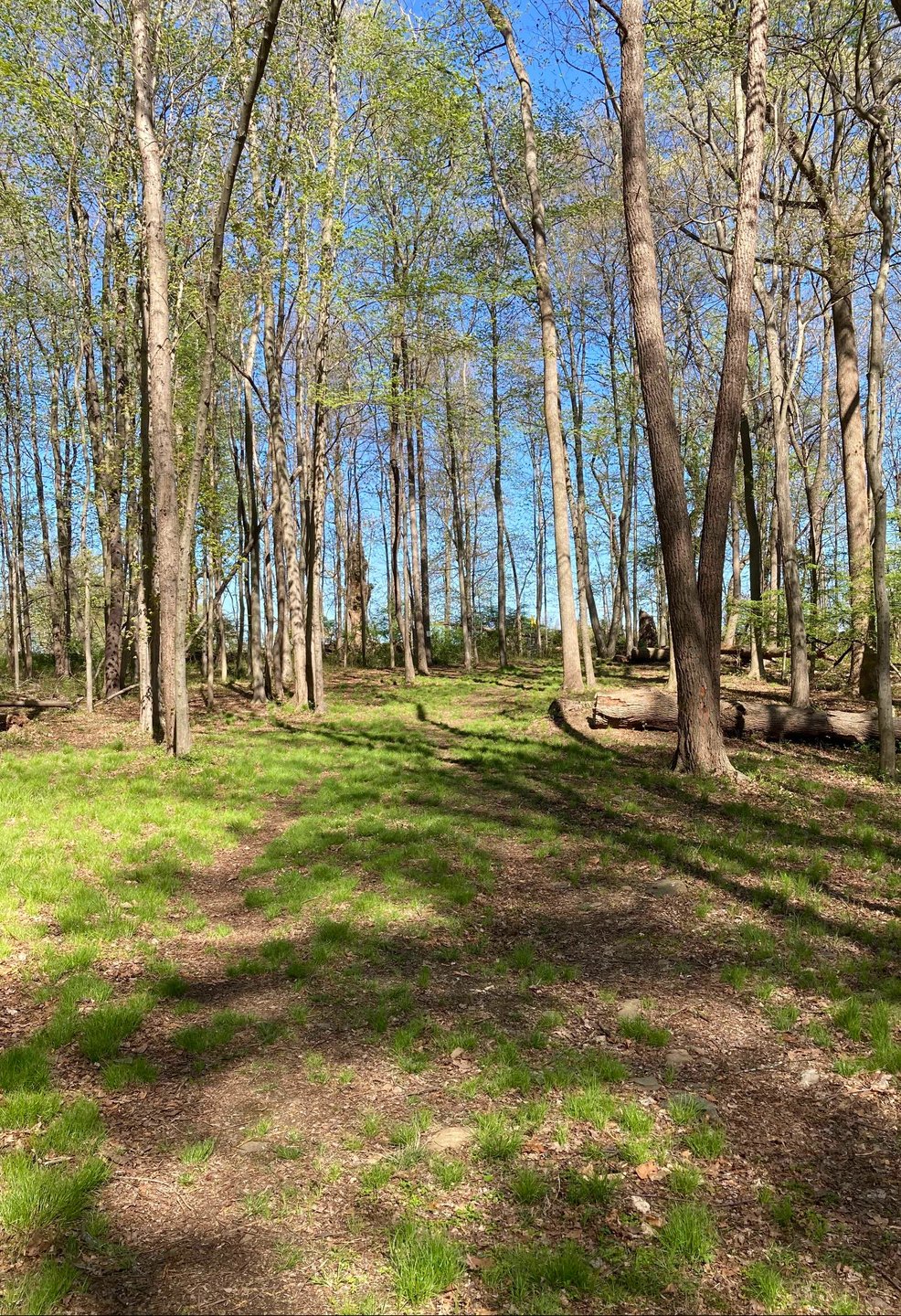 View from Hole 12 fairway toward basket