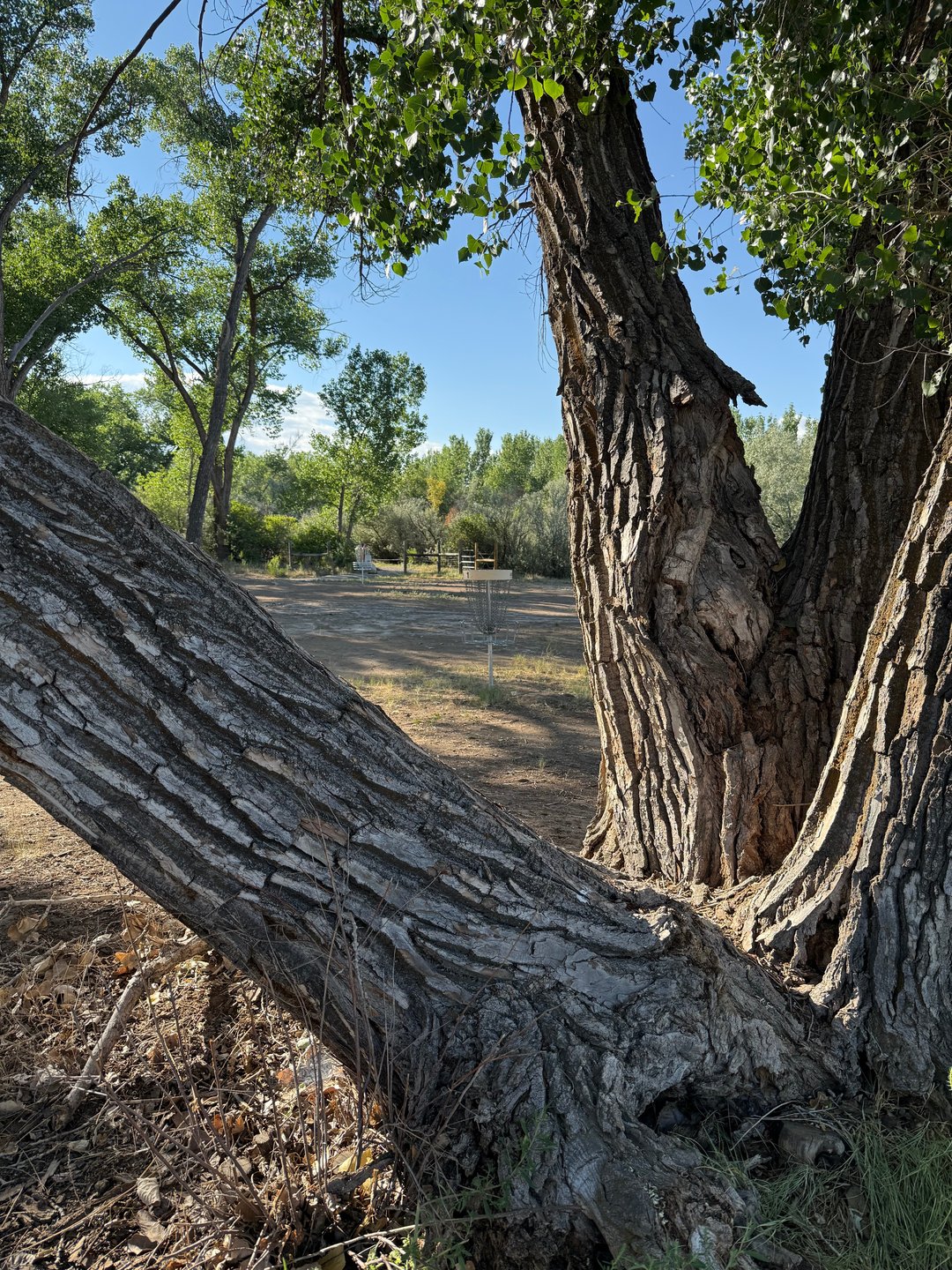 Looking at the short and long baskets behind the tree