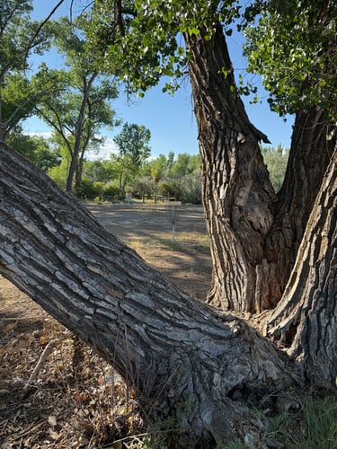 Looking at the short and long baskets behind the tree