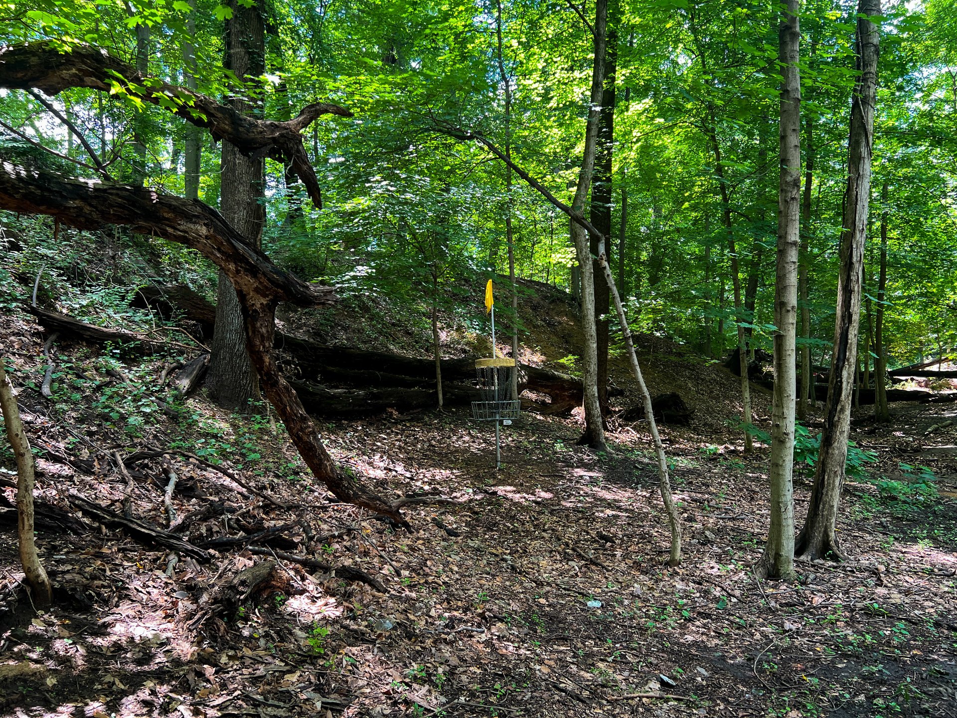 Hole 13's yellow basket. Par 3. 347 ft. 