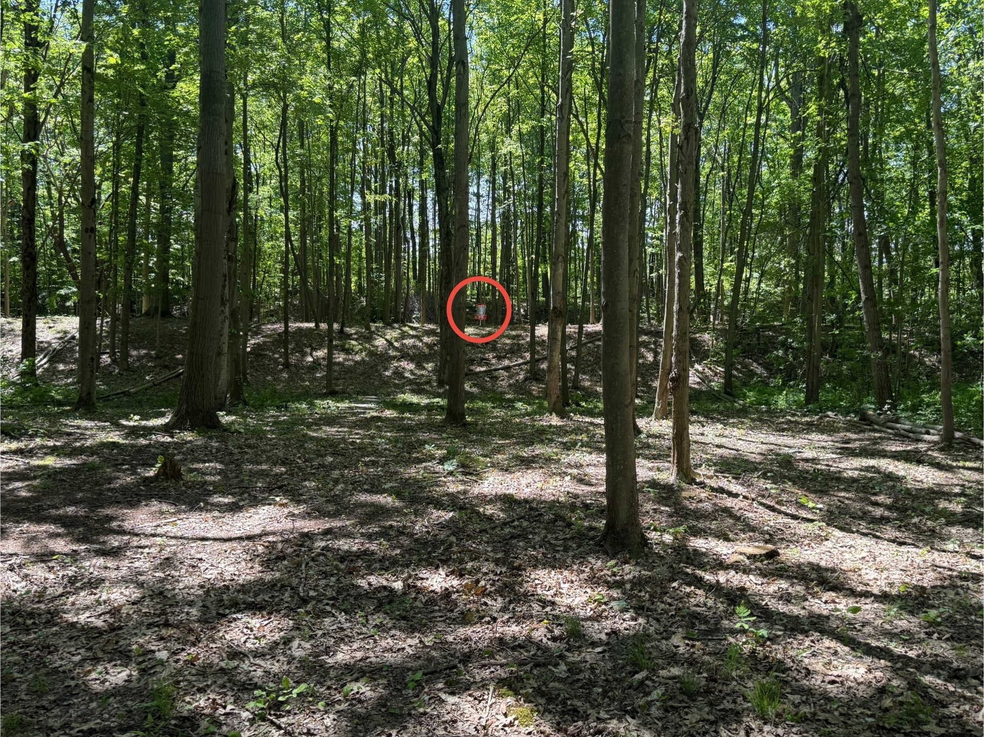 Hole 6 Landing Zone to Basket