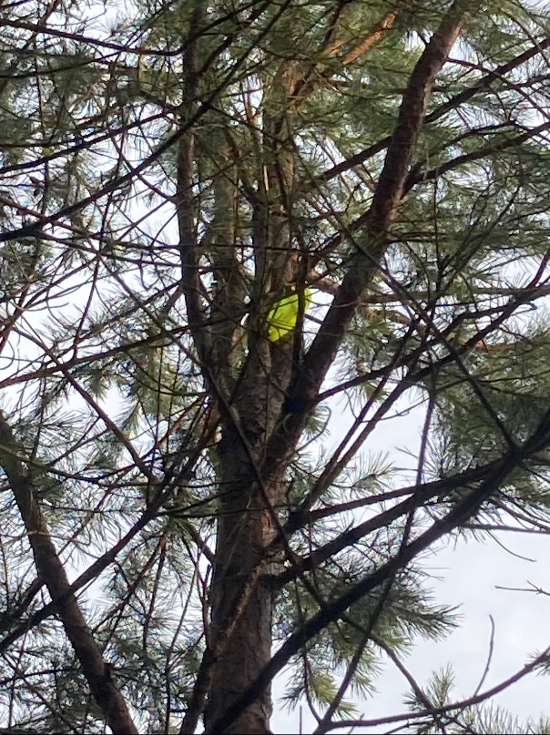 Ryan’s disc forever part of the tree 