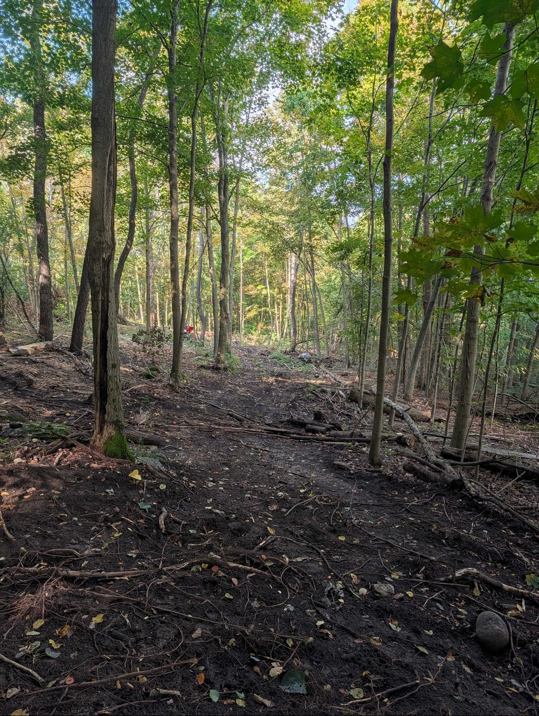 Hole 8 - Fairway from short tee - bends to the left entire way
