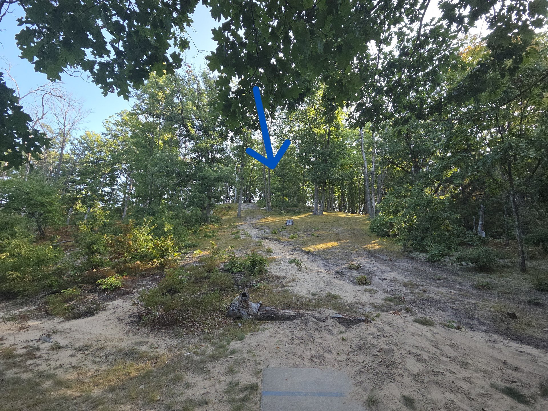 #11 tee to basket It is at the very top of the hill slightly right.