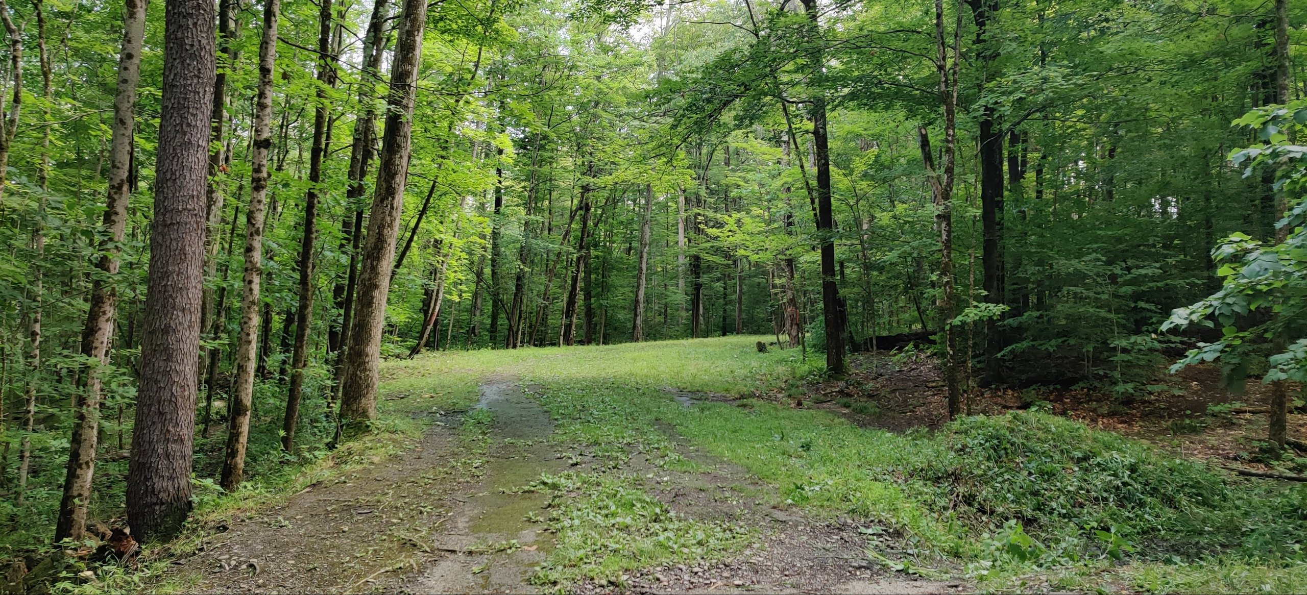 Hole 6 near red tee