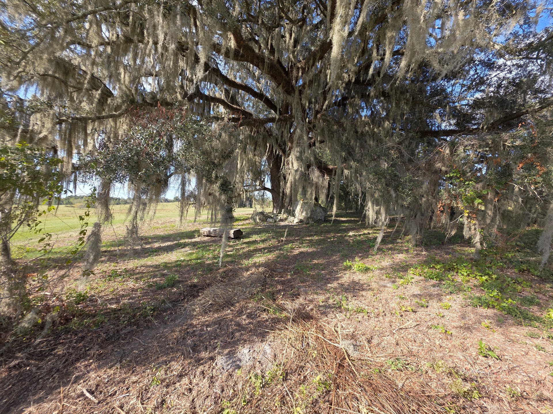 A bench cut out of a log under the oak on hole 16.