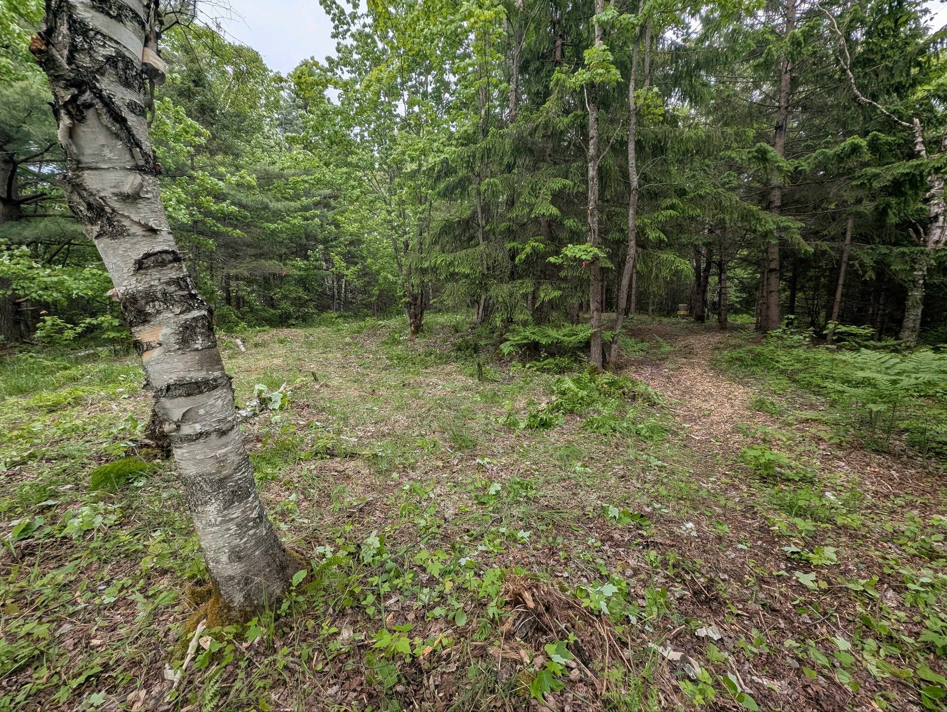 Allée #13, 2 directions possibles. 13th fairway is giving two possible paths.