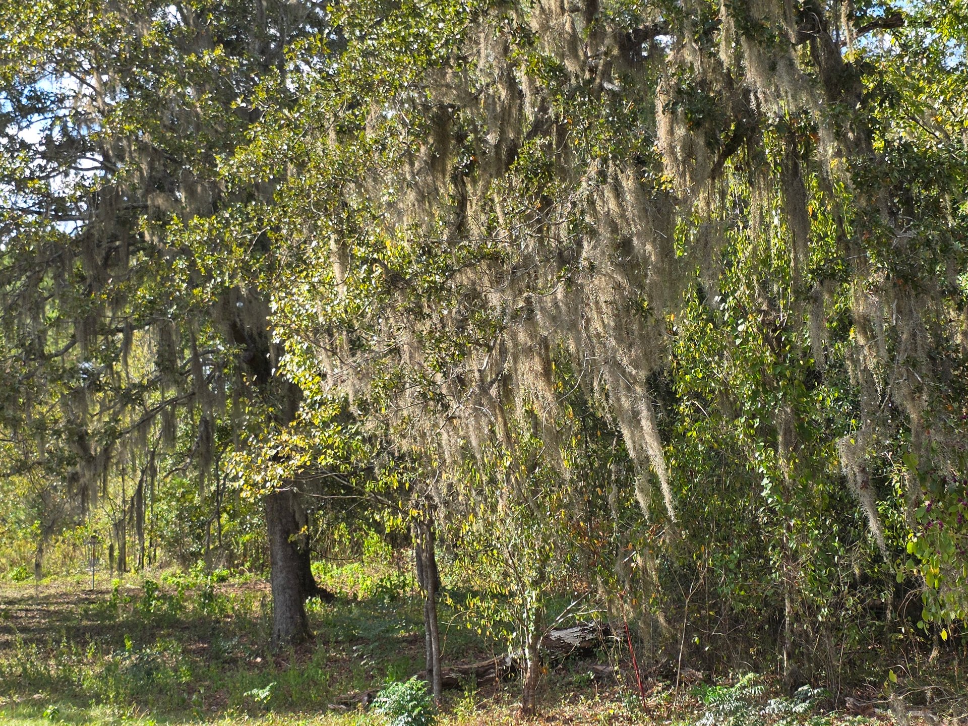 Spanish moss hanging in yes along hole 7