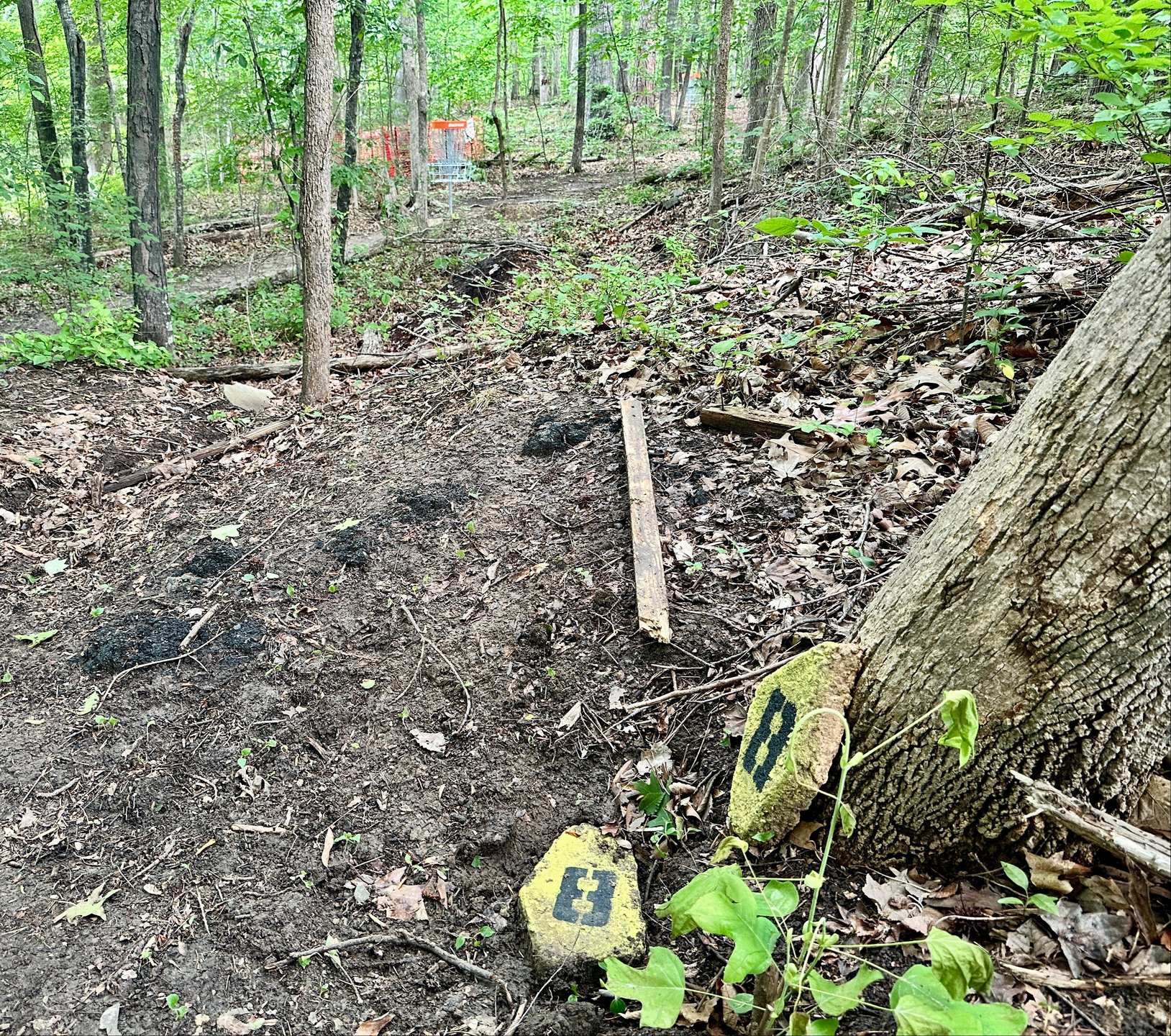 Hole #8 shares a basket with hole #3. A bit more elevation drop. Don't leave it short or you're in a thicket, and watch out for the trees tight to the left side. They play is a right-hand backhand hyzer putt to stay out of trouble.