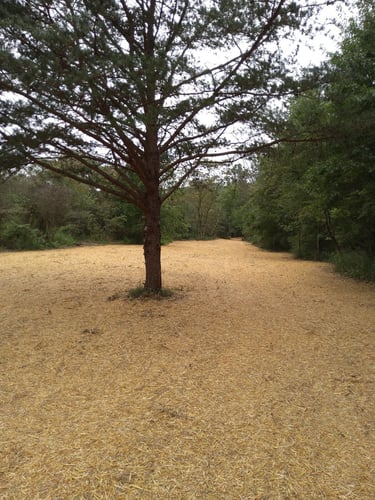Newly seeded grass 