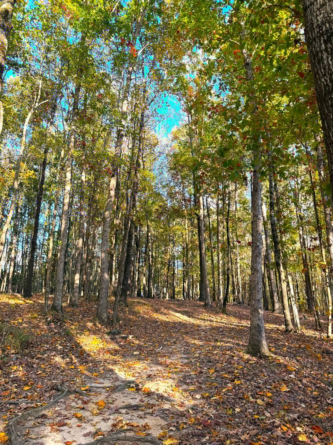 Hole 13 Approaching the Basket