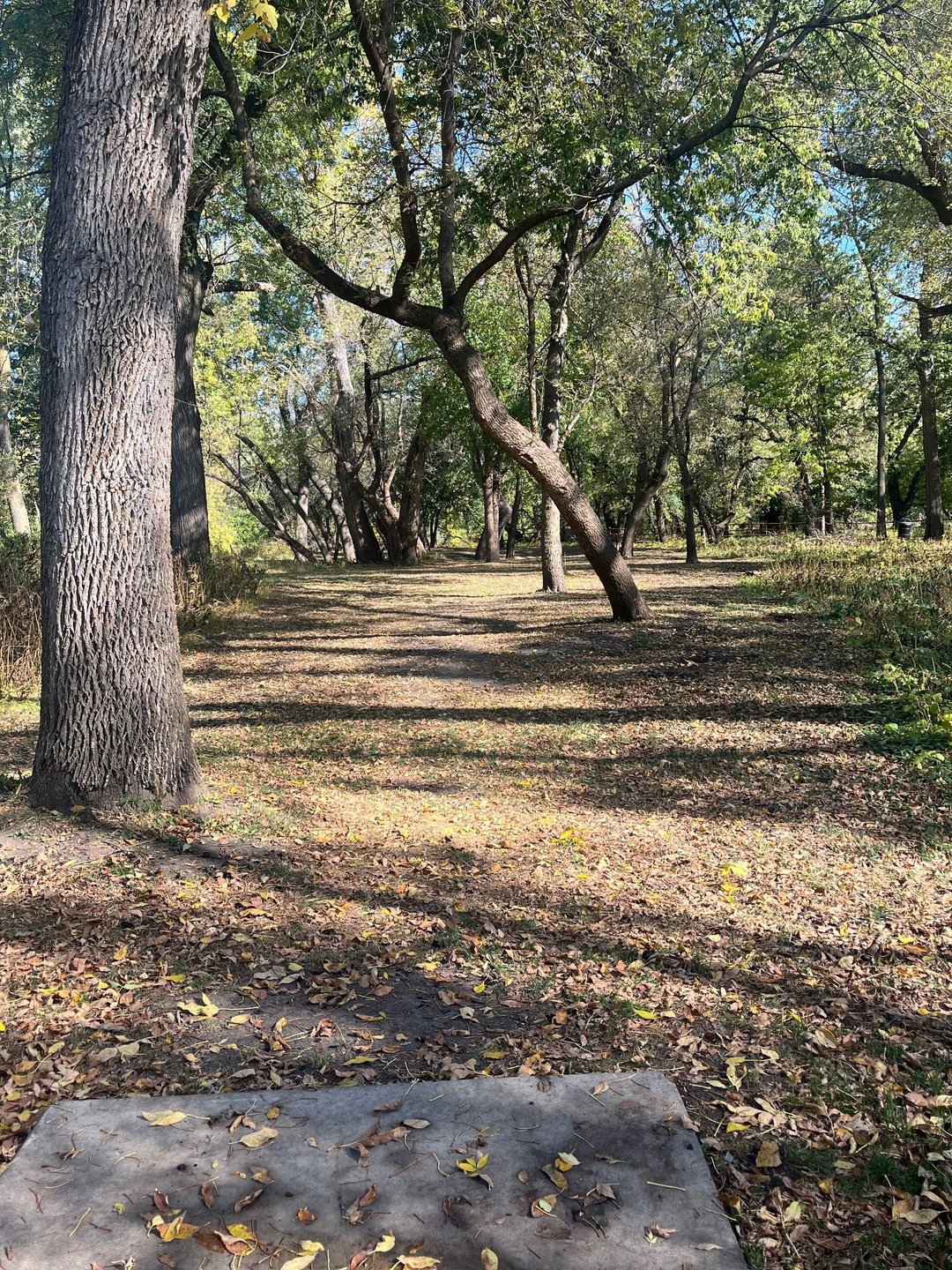 8 tee