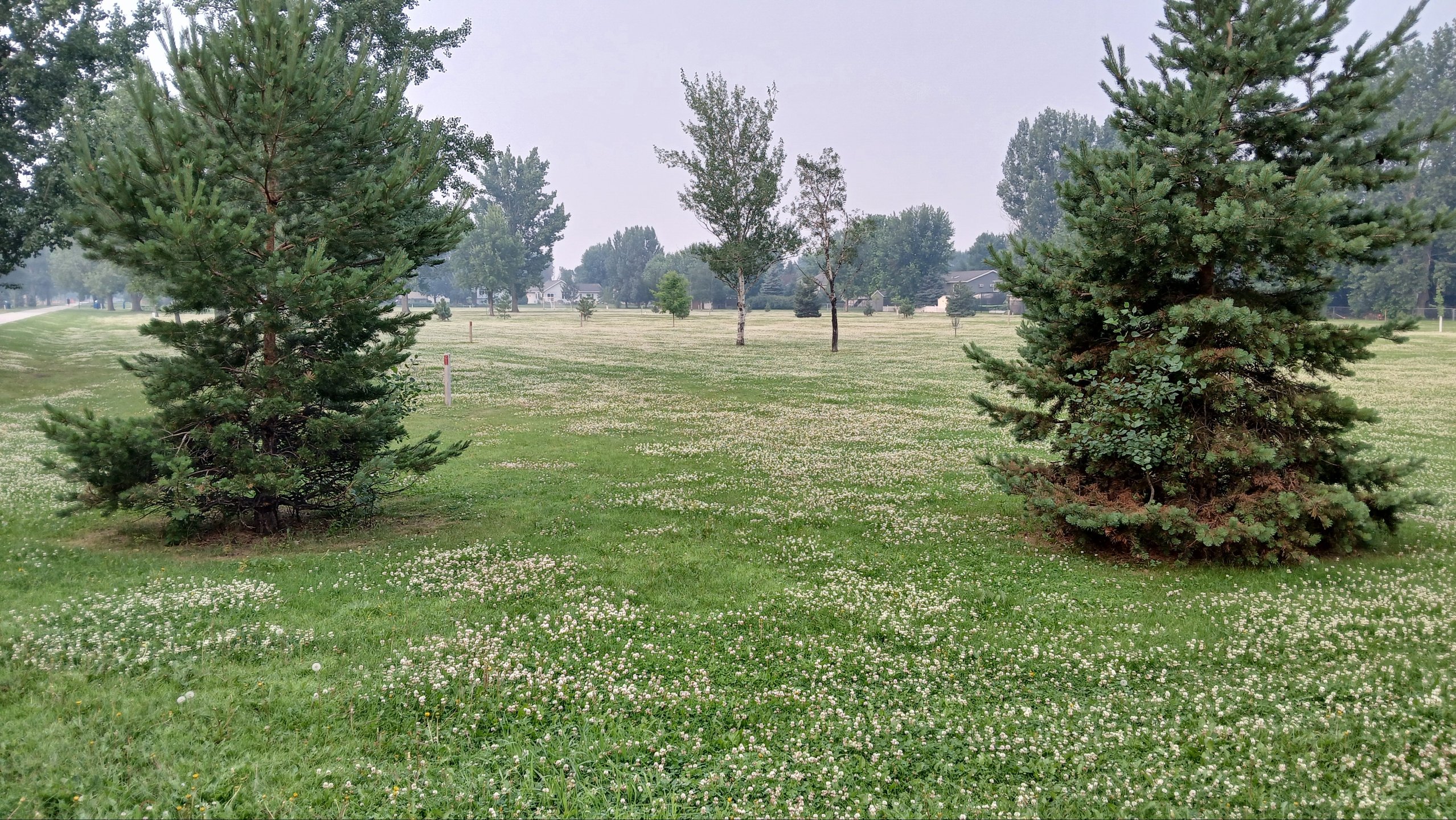 Lots of park trees