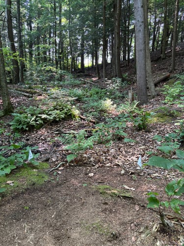 Beautiful 7th fairway, up the valley