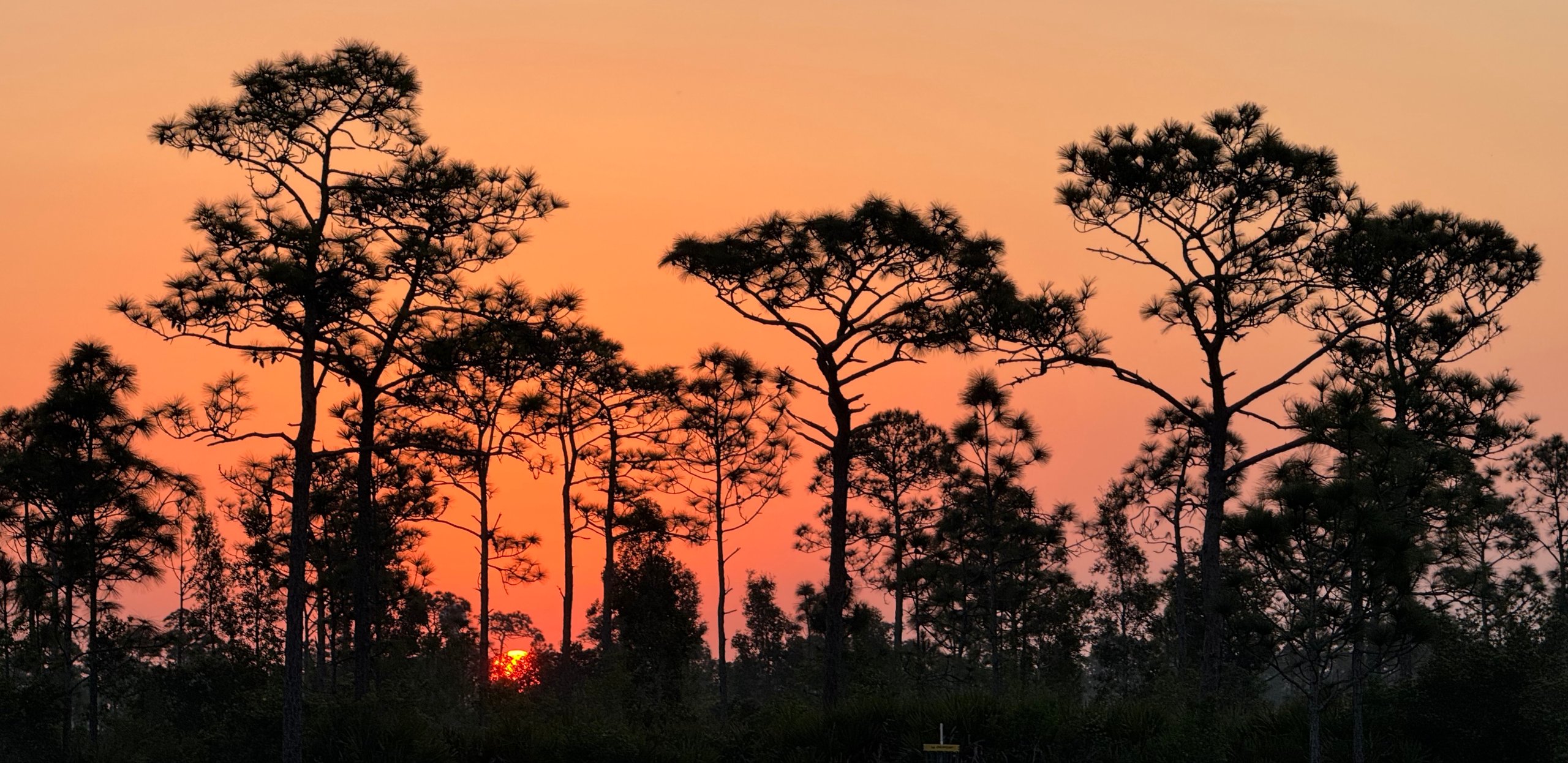 Malabar Sunrise