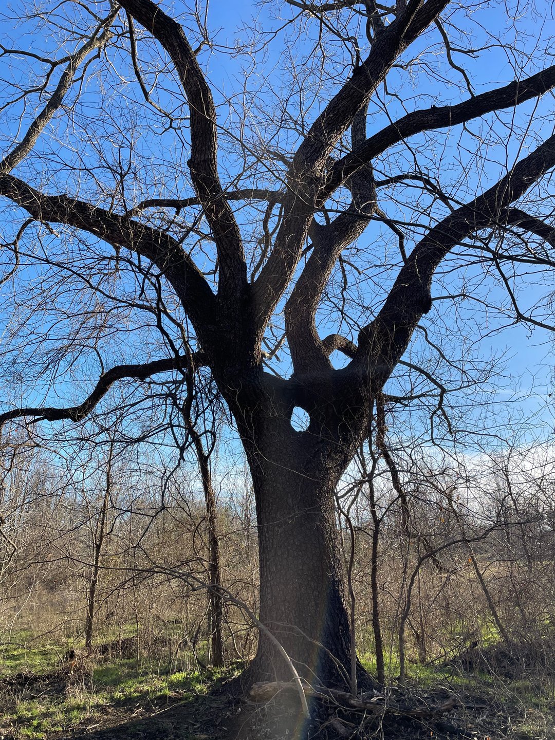 A big beautiful tree near hole 14 and 17 with a very unique "donut hole" grown in.  