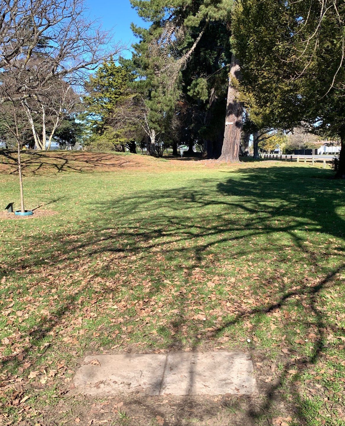 Hole 4 tee pad. Mando left of tree