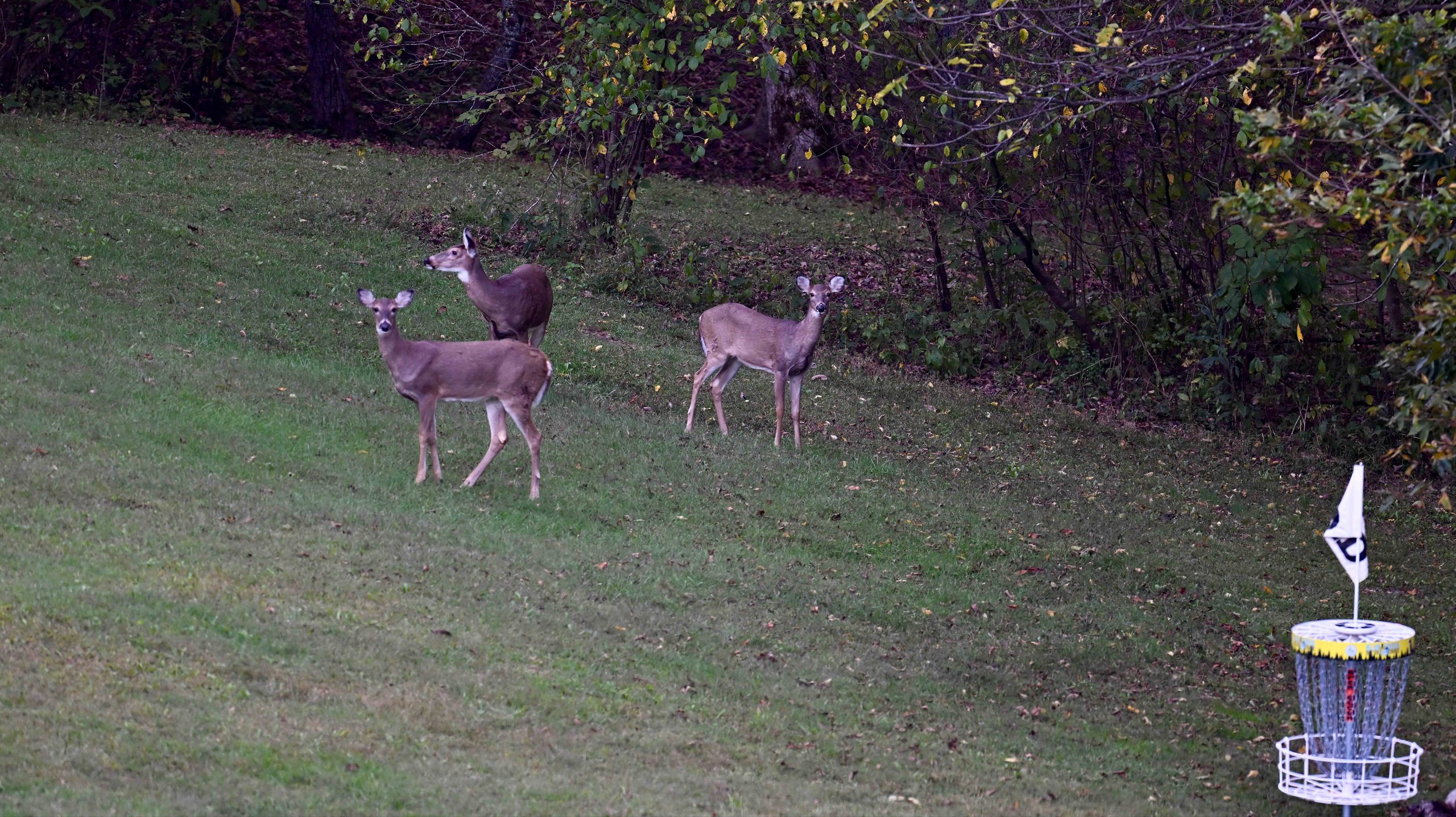 Fall_Deer
